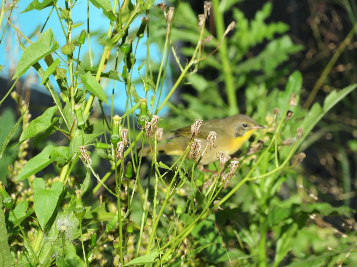 Common Yellowthroat - ML643842807