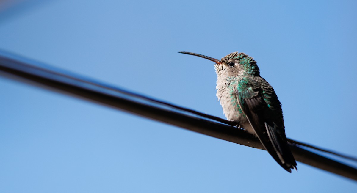 Broad-billed Hummingbird - ML643842848