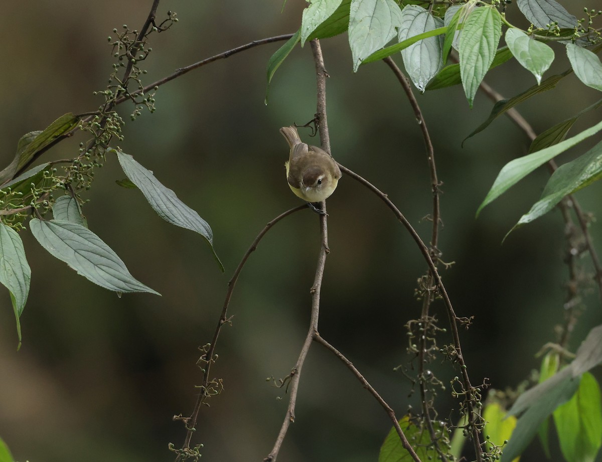 Brown-capped Vireo - ML643842882