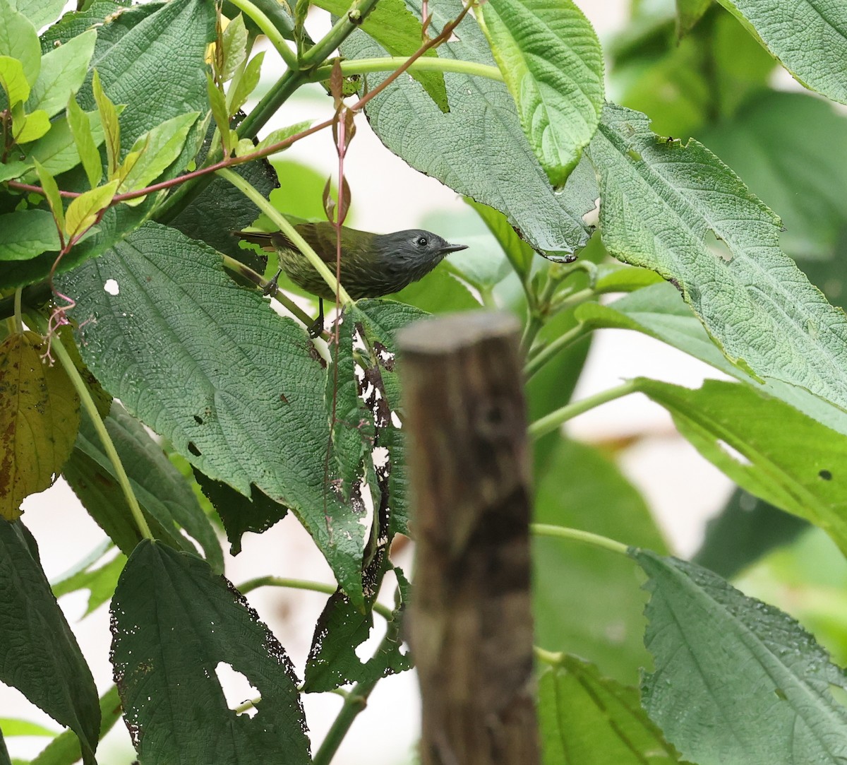 Streak-necked Flycatcher - ML643842899