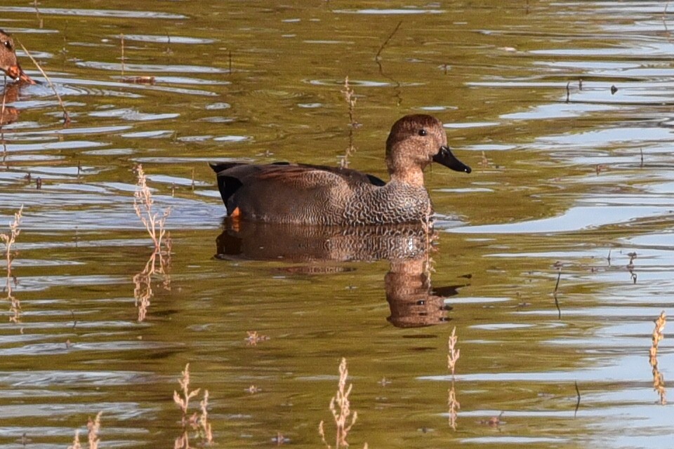 Canard chipeau - ML643842906