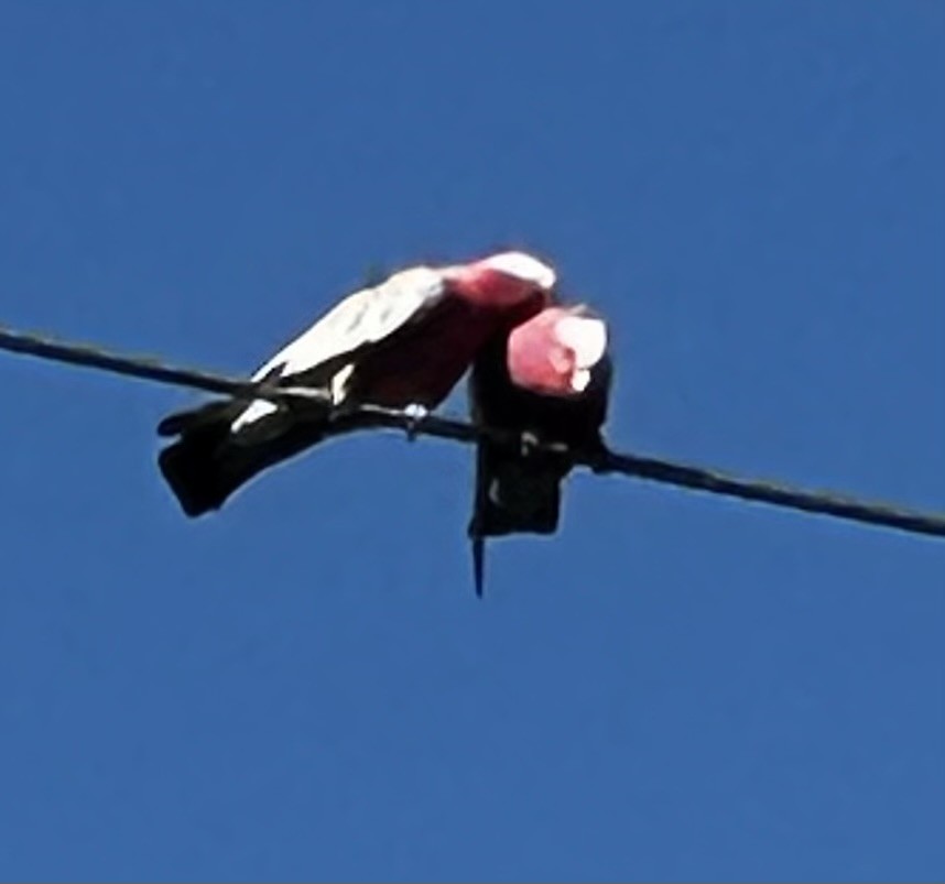 Galah - ML643842919