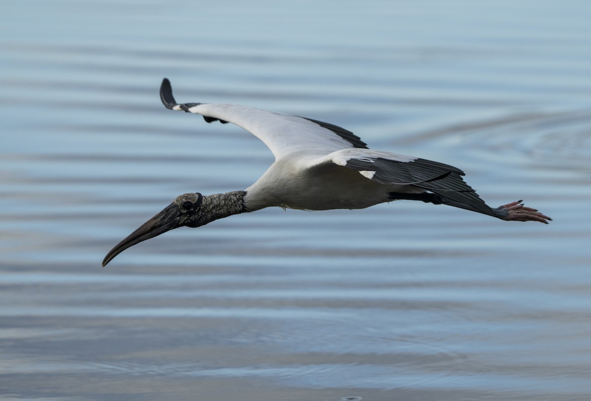 Wood Stork - ML643842925