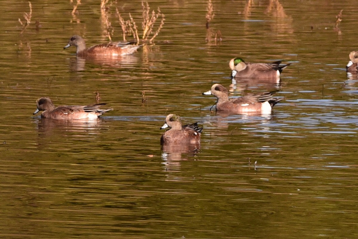 American Wigeon - ML643842935