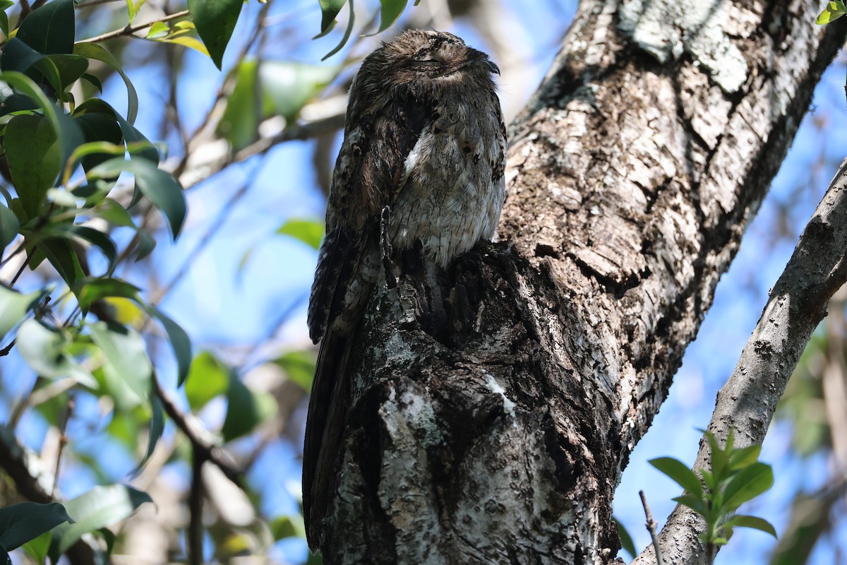 Common Potoo - ML643842947