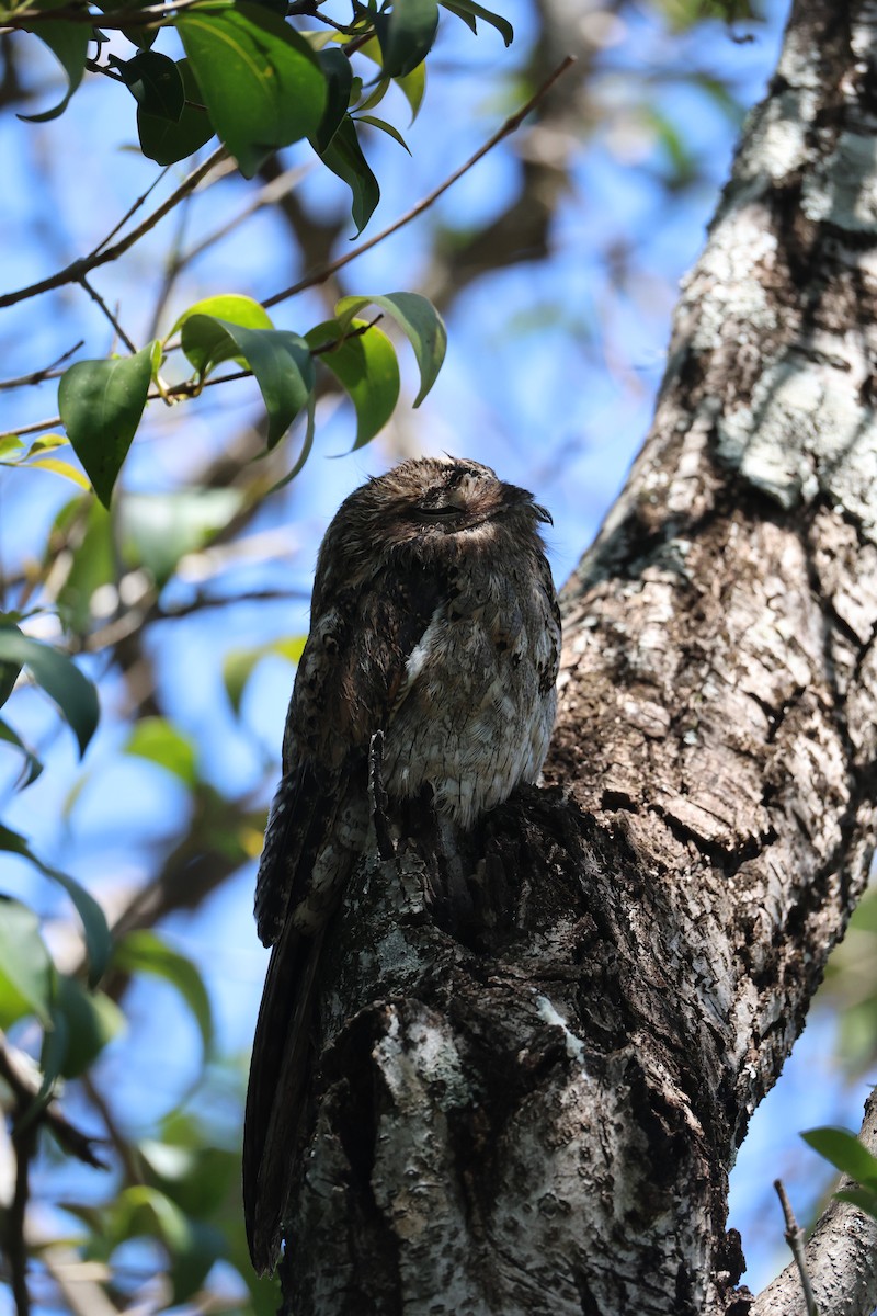 Common Potoo - ML643842948