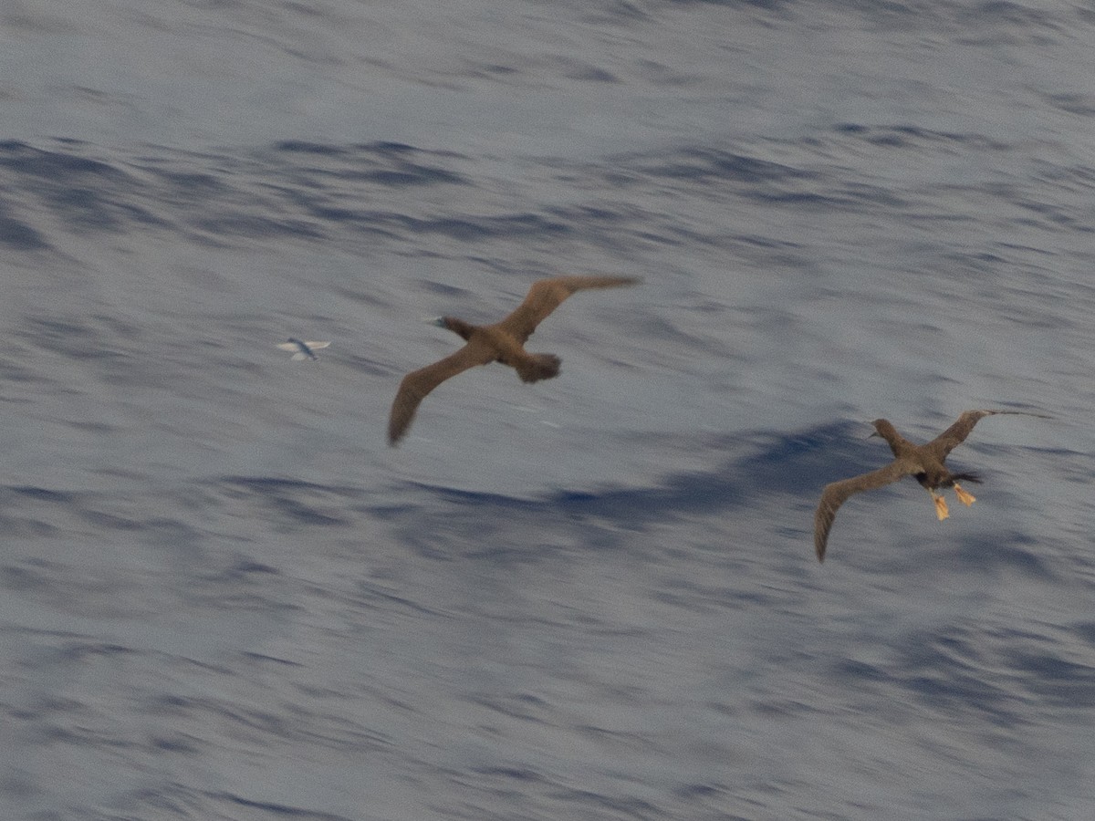Brown Booby - ML643842966