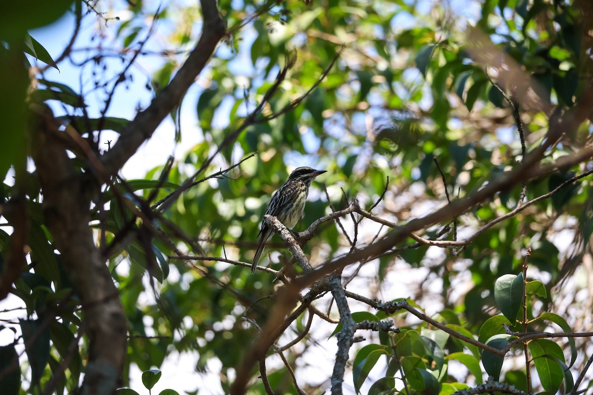 Streaked Flycatcher - ML643842968
