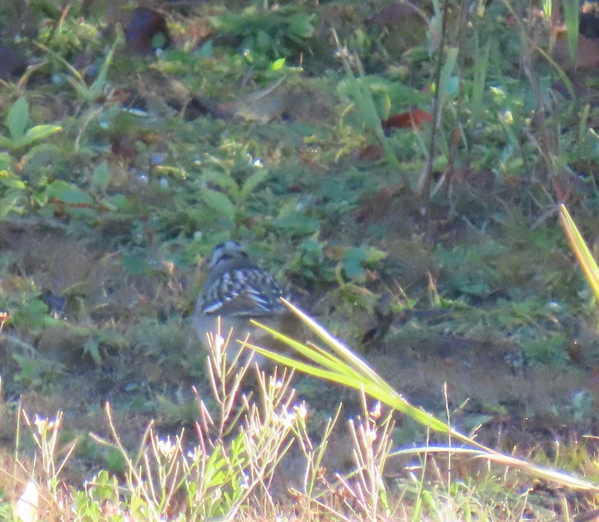 White-crowned Sparrow (leucophrys) - ML643842970