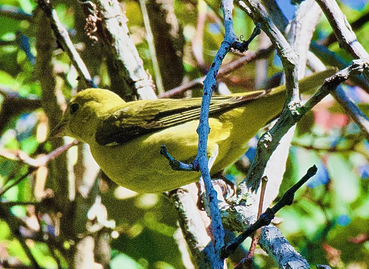 Scarlet Tanager - ML643842995
