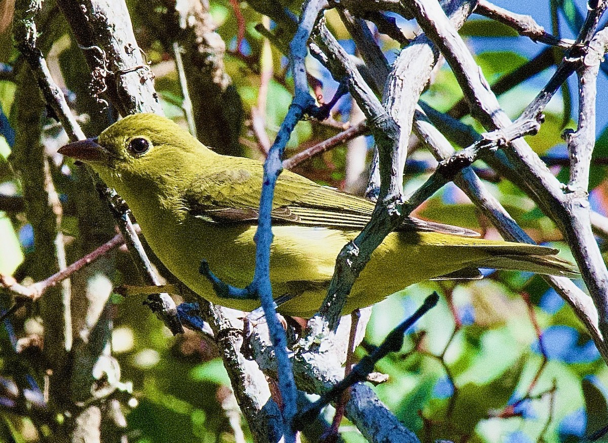 Scarlet Tanager - ML643842997