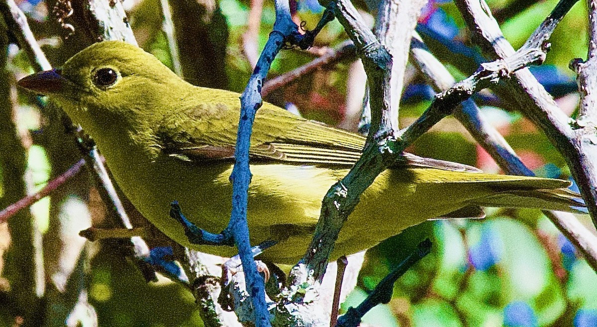Scarlet Tanager - ML643842999