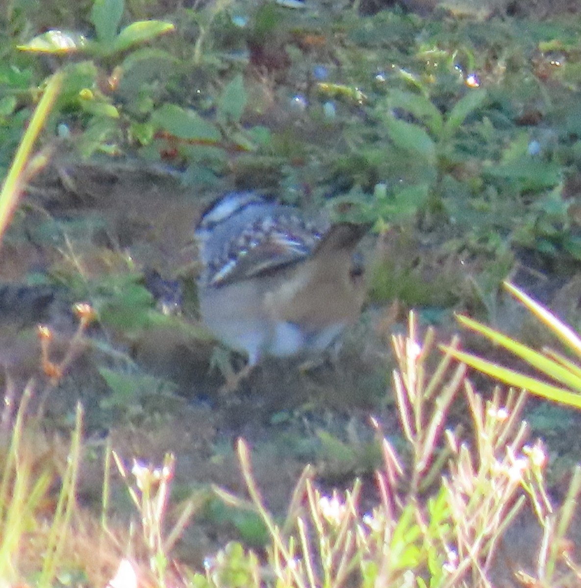 White-crowned Sparrow (leucophrys) - ML643843022