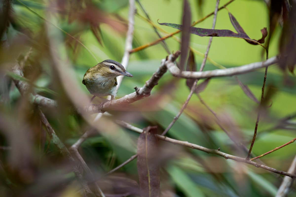 Rotaugenvireo - ML643843023