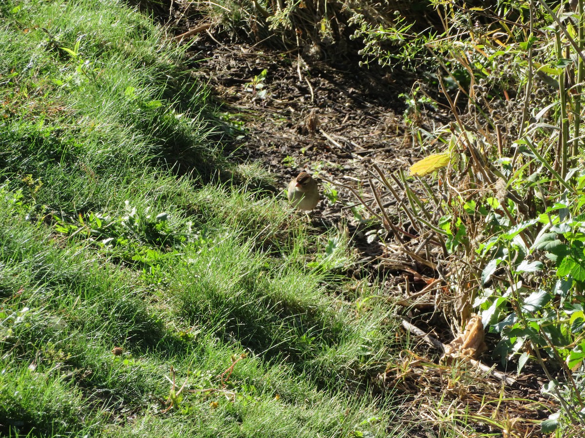 Chipping Sparrow - ML643843024