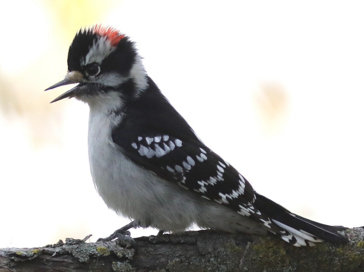 Downy Woodpecker - ML643843025