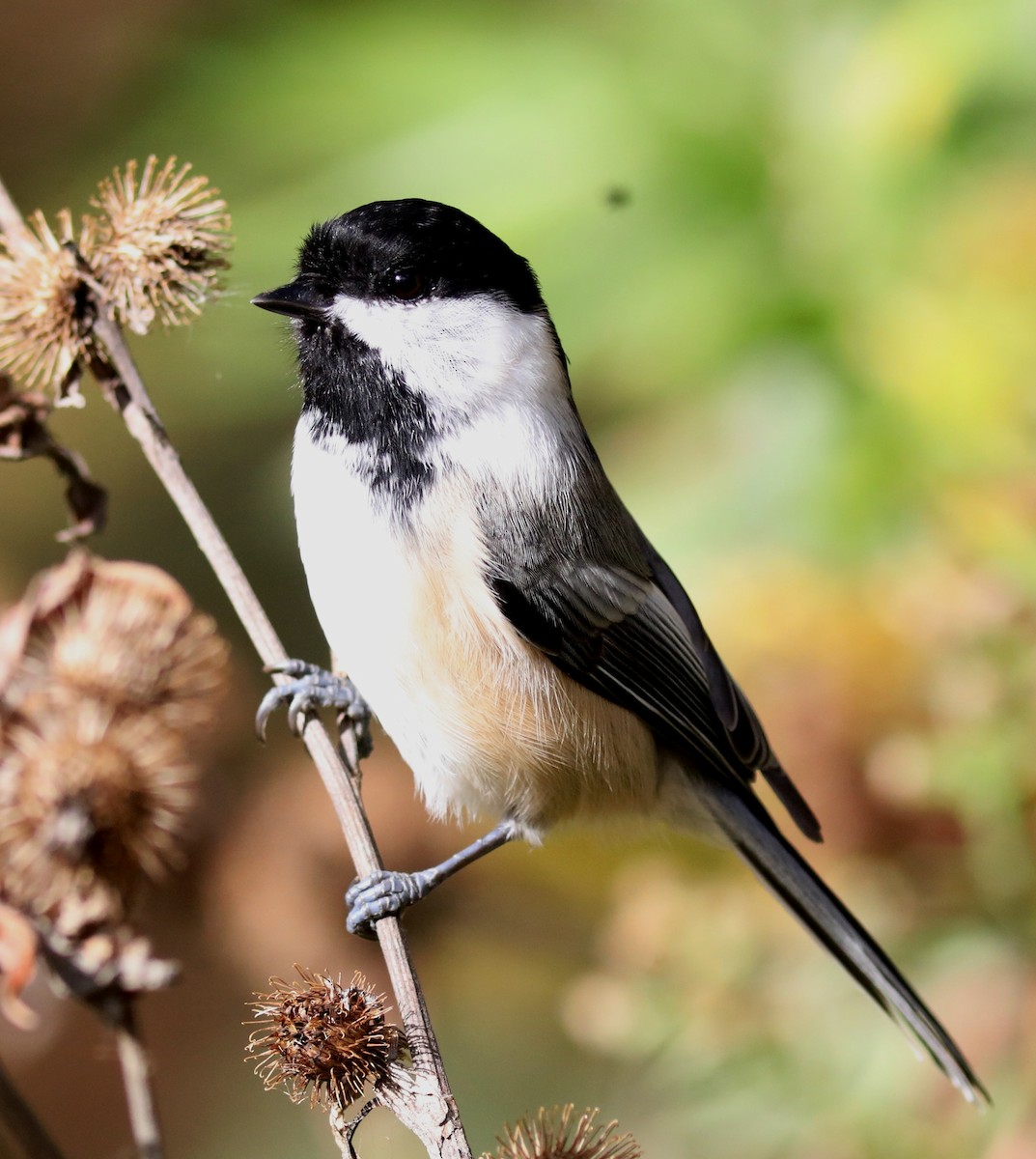 Black-capped Chickadee - ML643843056