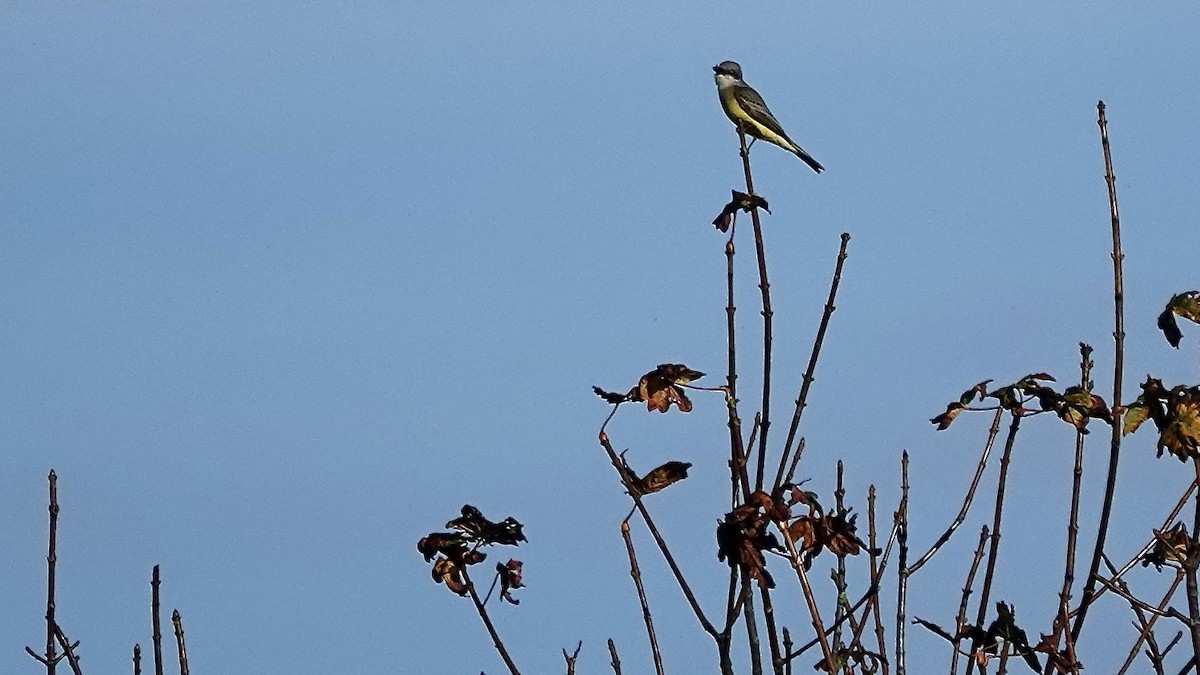 Tropical Kingbird - ML643843057
