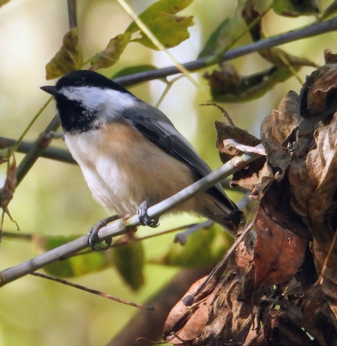 Black-capped Chickadee - ML643843067