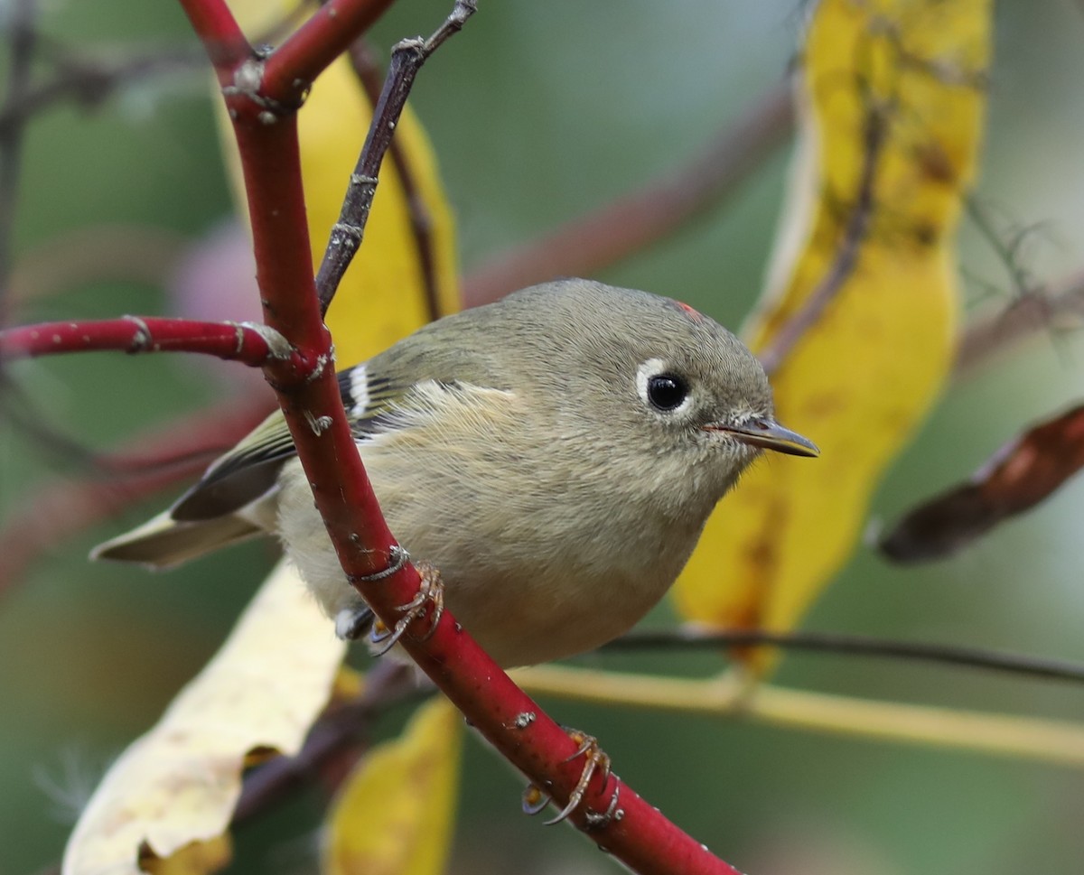 Ruby-crowned Kinglet - ML643843072