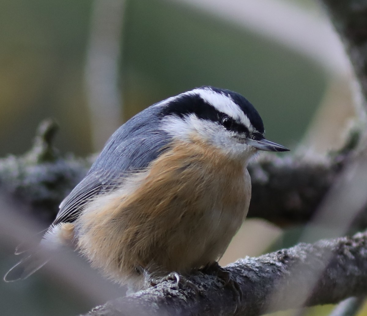 Red-breasted Nuthatch - ML643843077