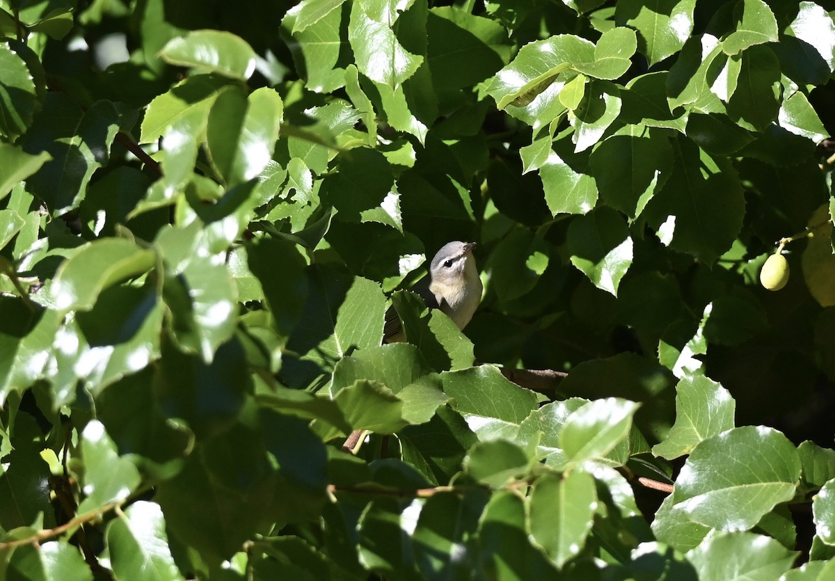 Warbling Vireo (Western) - ML643843082