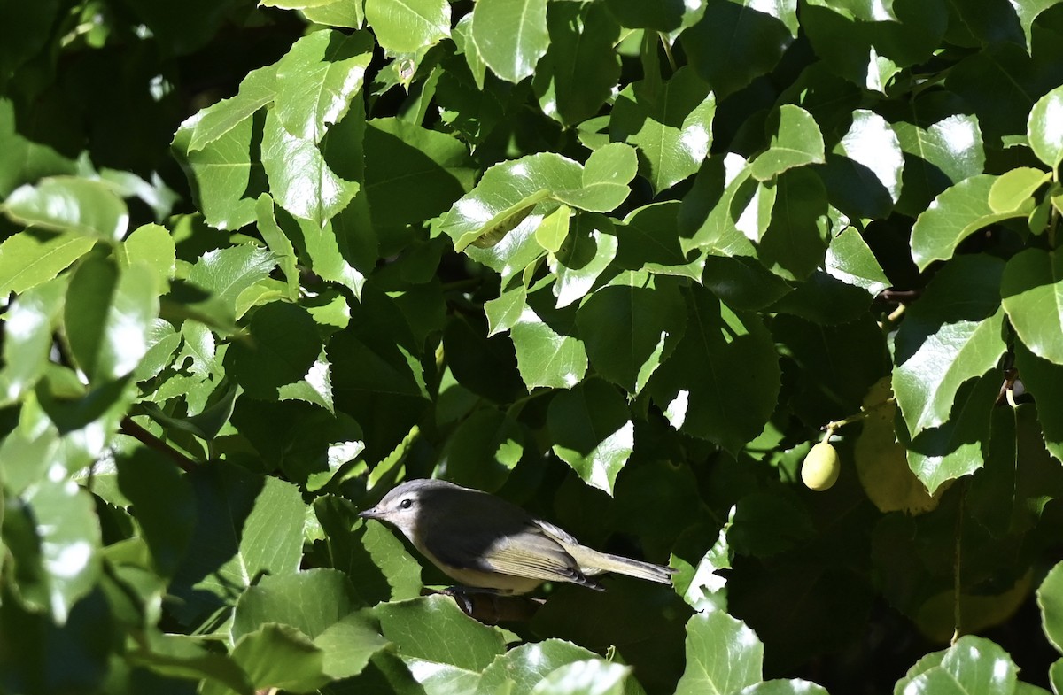 Warbling Vireo (Western) - ML643843083