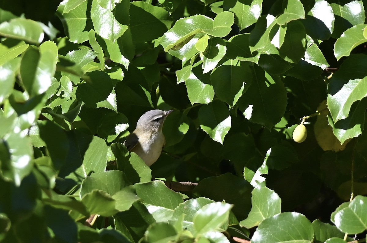 Warbling Vireo (Western) - ML643843084