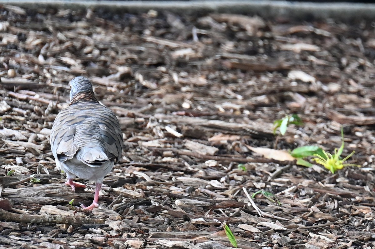 Bar-shouldered Dove - ML643843091