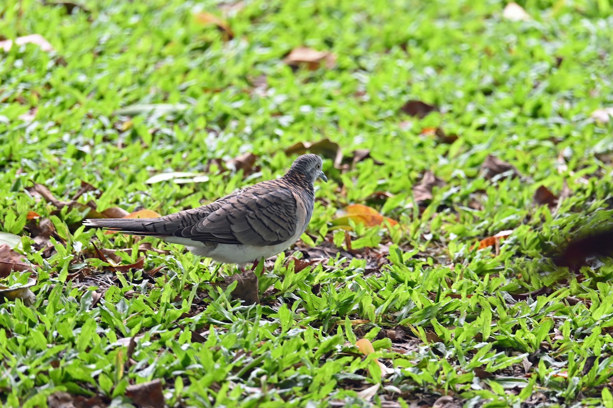 Bar-shouldered Dove - ML643843092