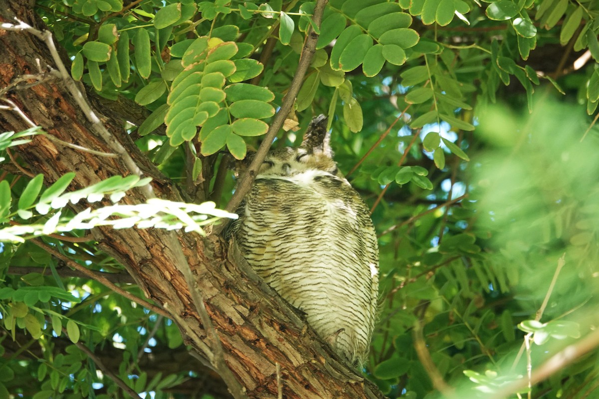 Great Horned Owl - ML643843114