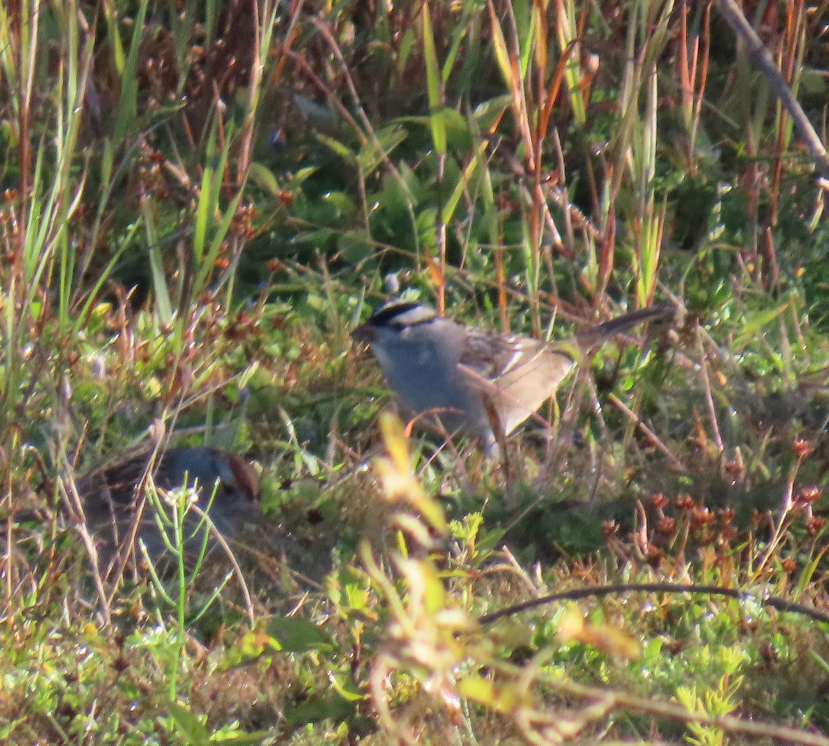 White-crowned Sparrow (leucophrys) - ML643843117