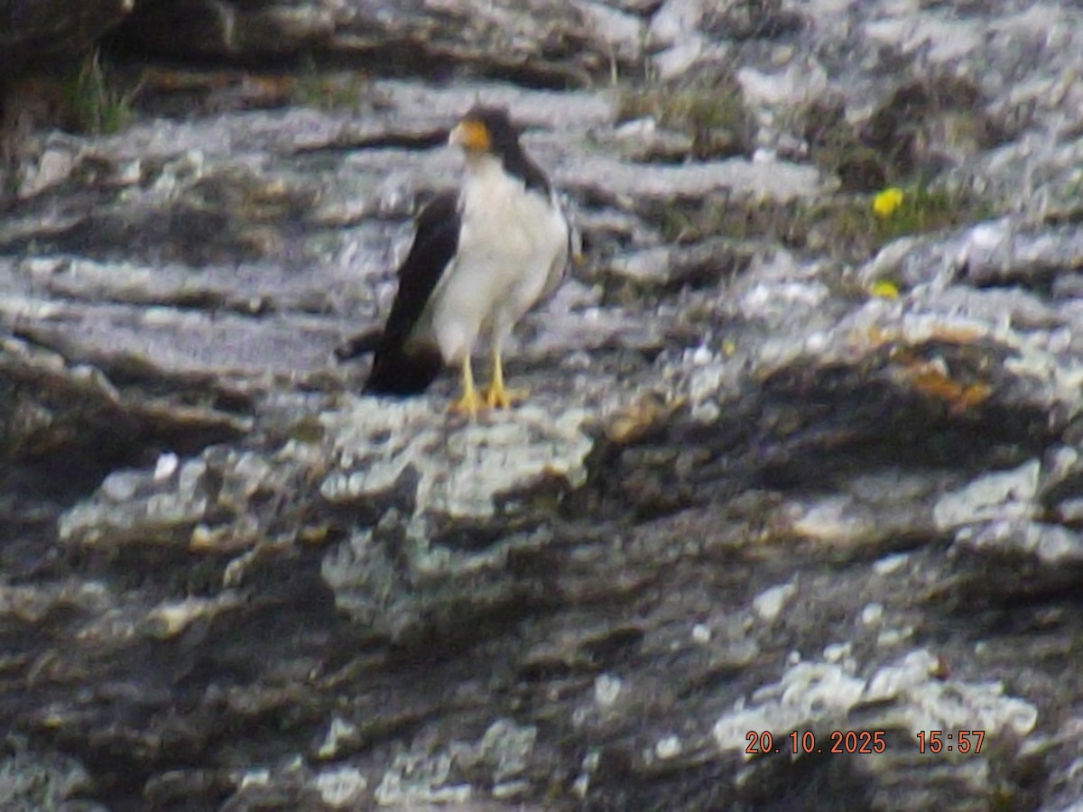 hvitbrystkarakara - ML643843123