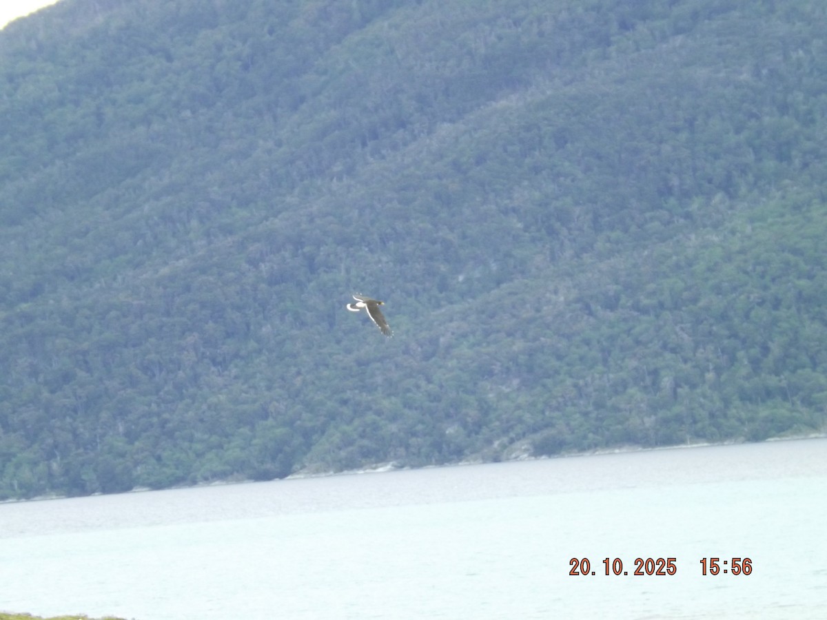 hvitbrystkarakara - ML643843125