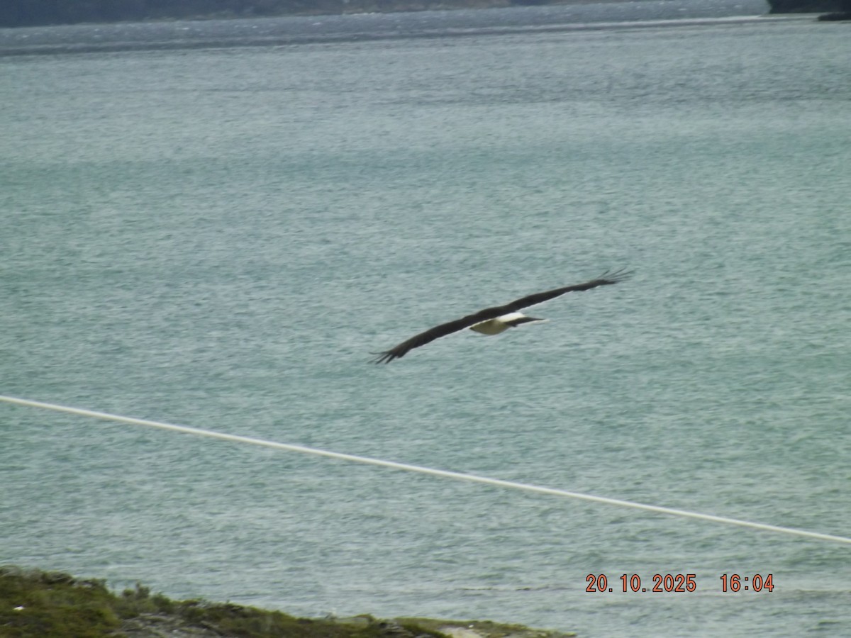 hvitbrystkarakara - ML643843126