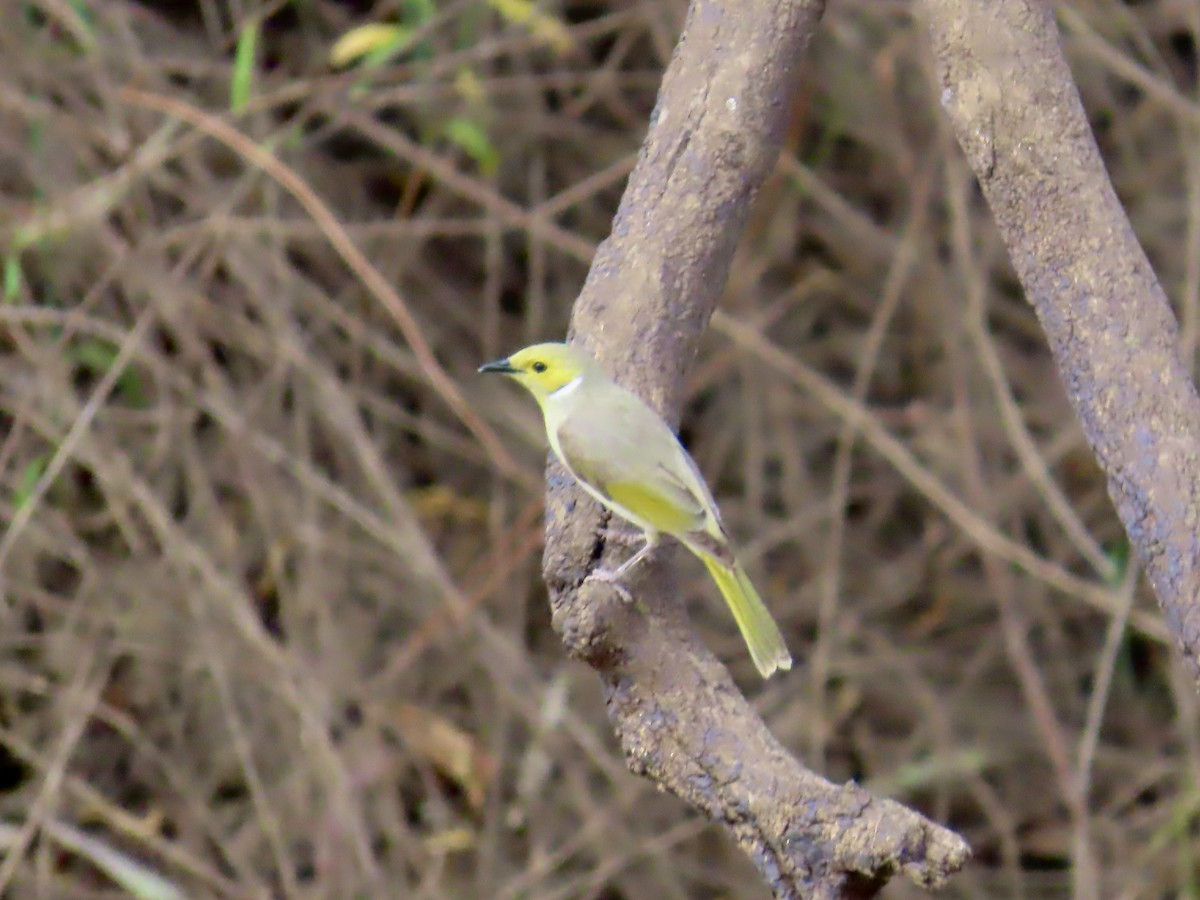 White-plumed Honeyeater - ML643843131