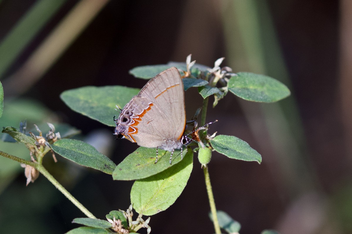 Red-banded Hairstreak - ML643843136