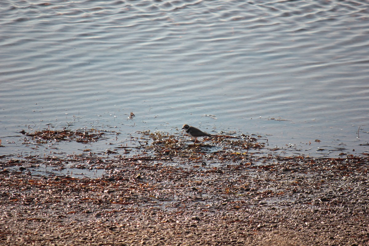 Semipalmated Plover - ML643843145