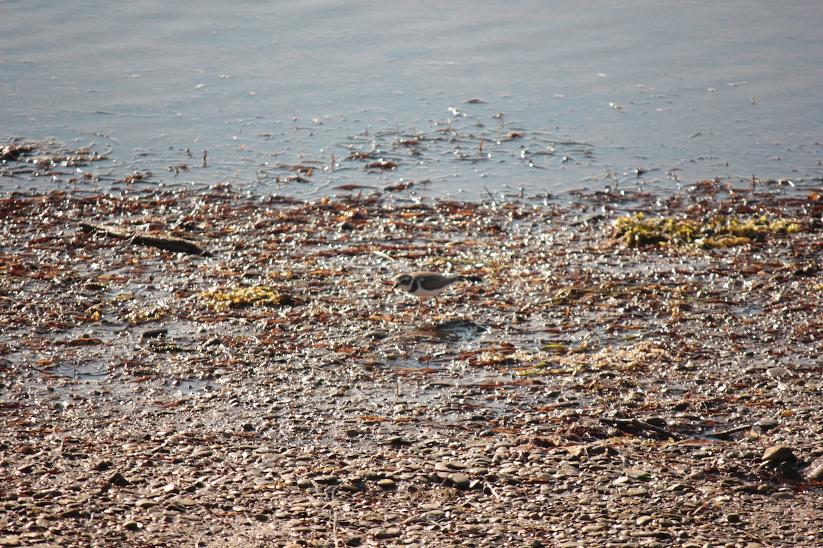 Semipalmated Plover - ML643843147