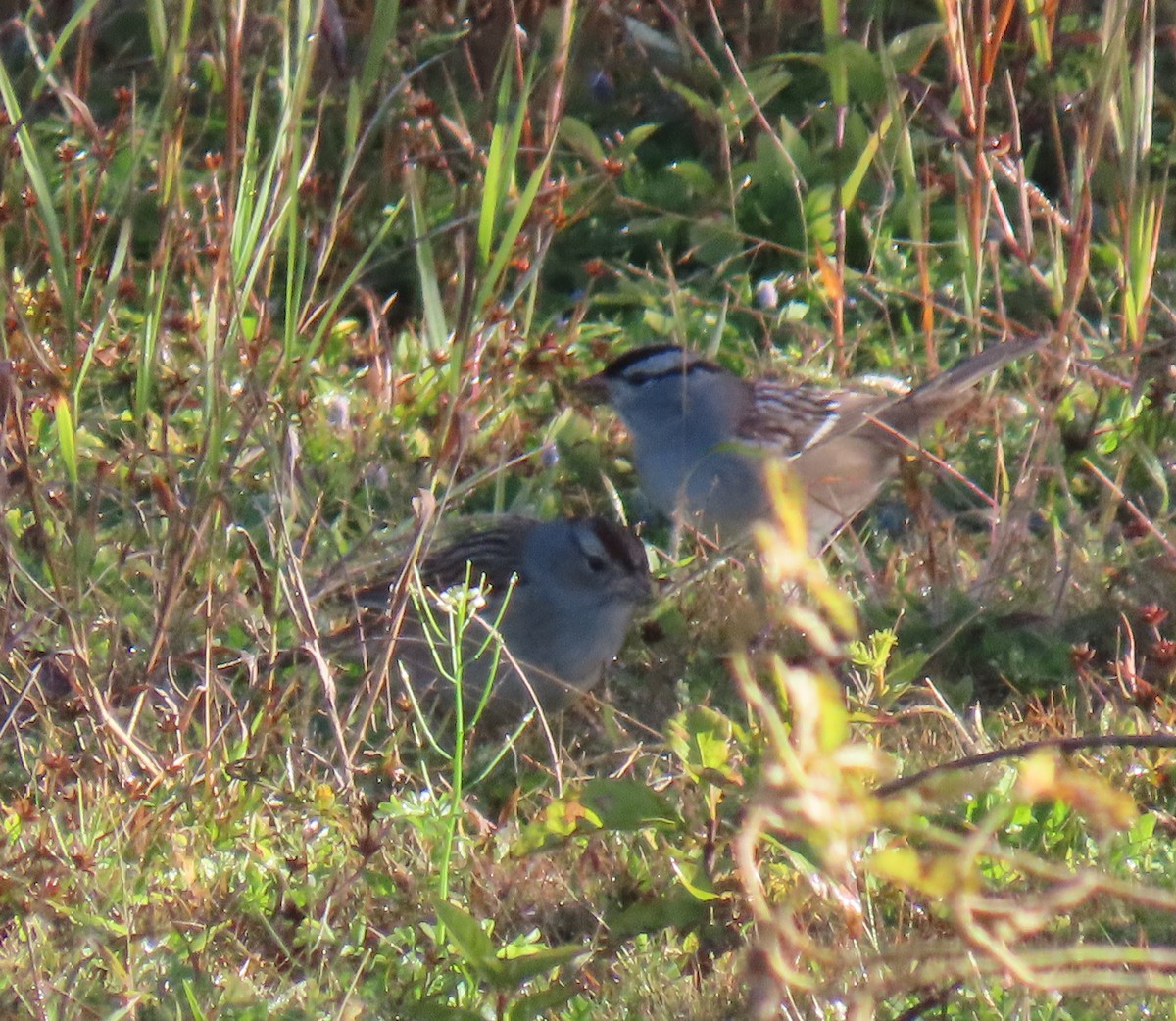 White-crowned Sparrow (leucophrys) - ML643843166