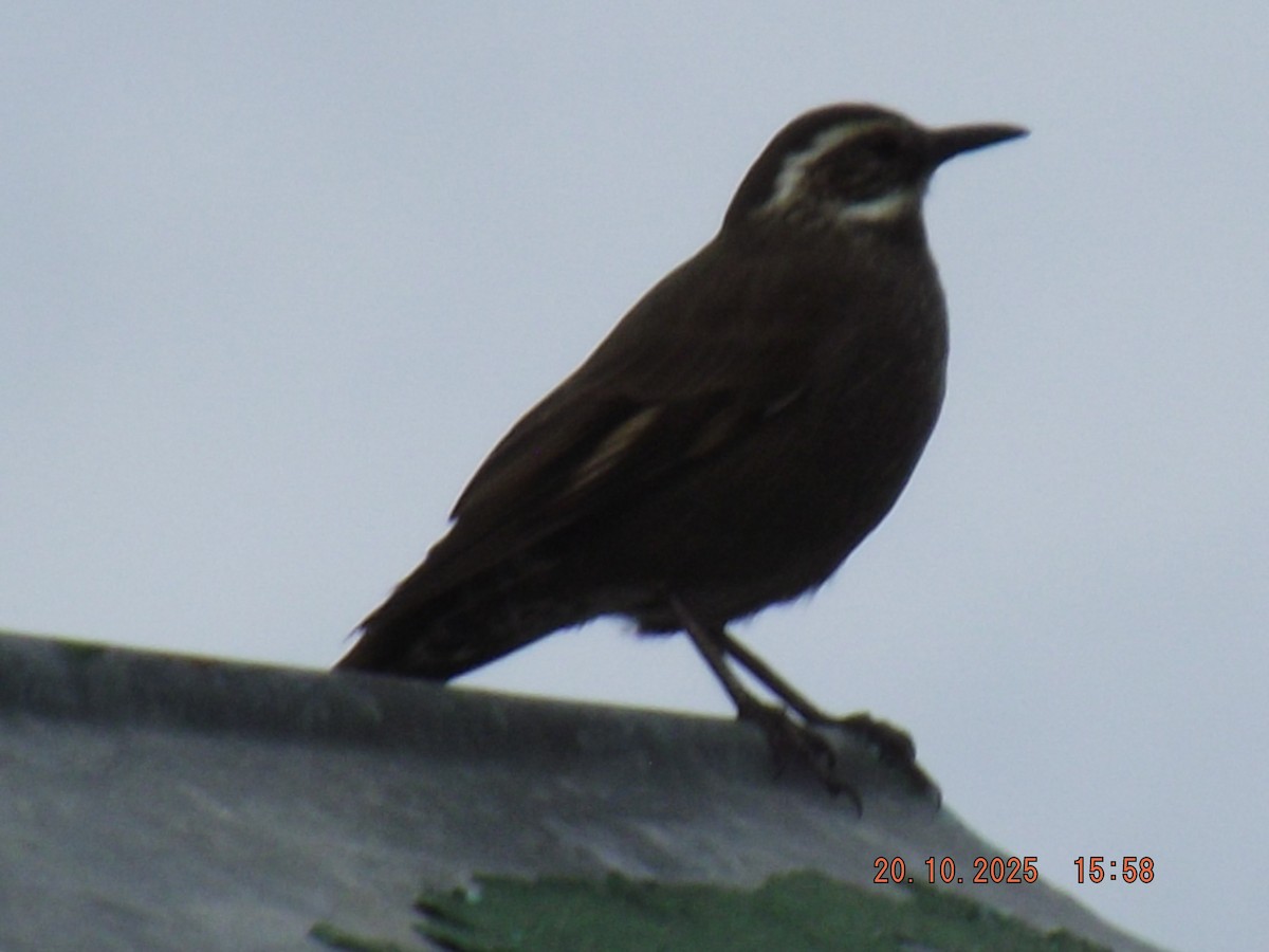 Cinclode à ventre sombre - ML643843183
