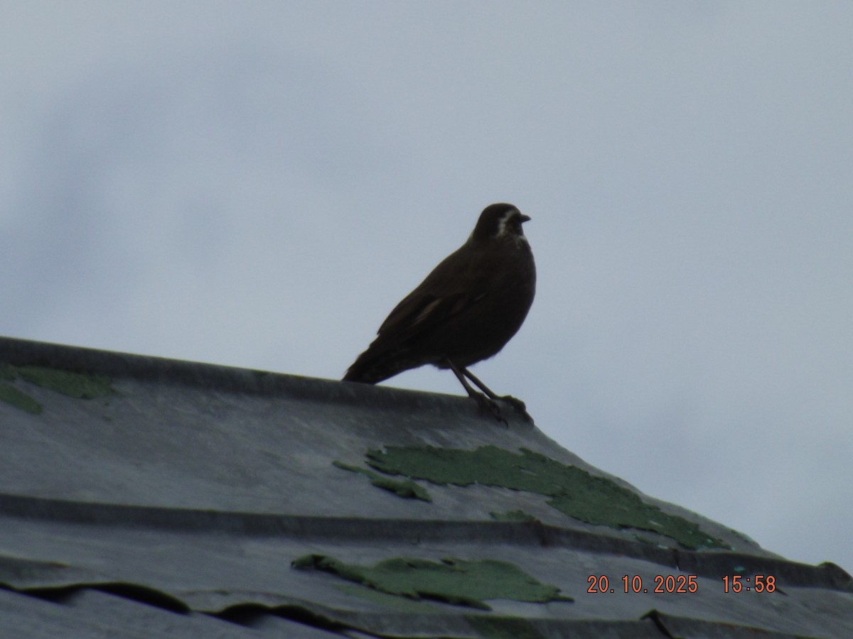 Cinclode à ventre sombre - ML643843184