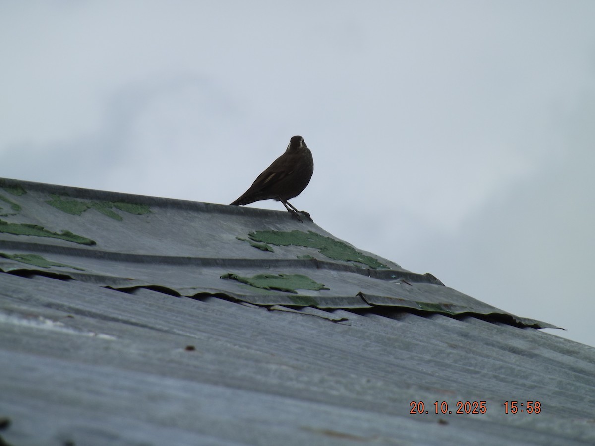 Cinclode à ventre sombre - ML643843185