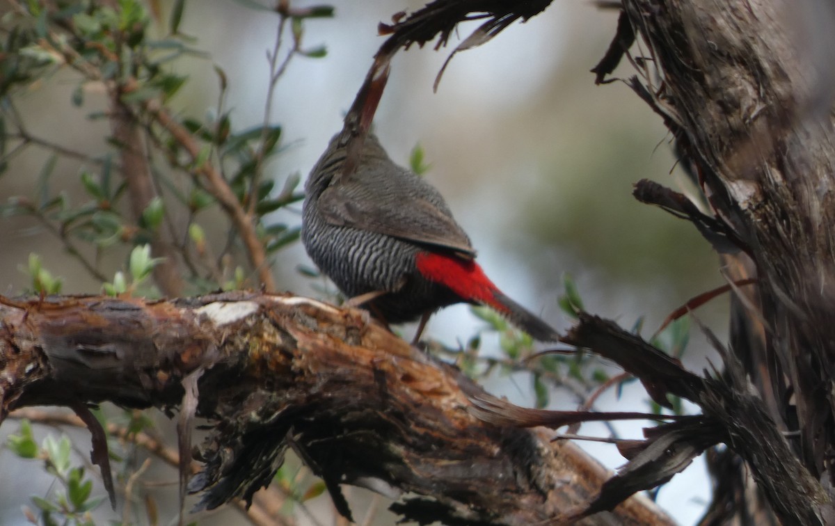 Beautiful Firetail - ML643843192