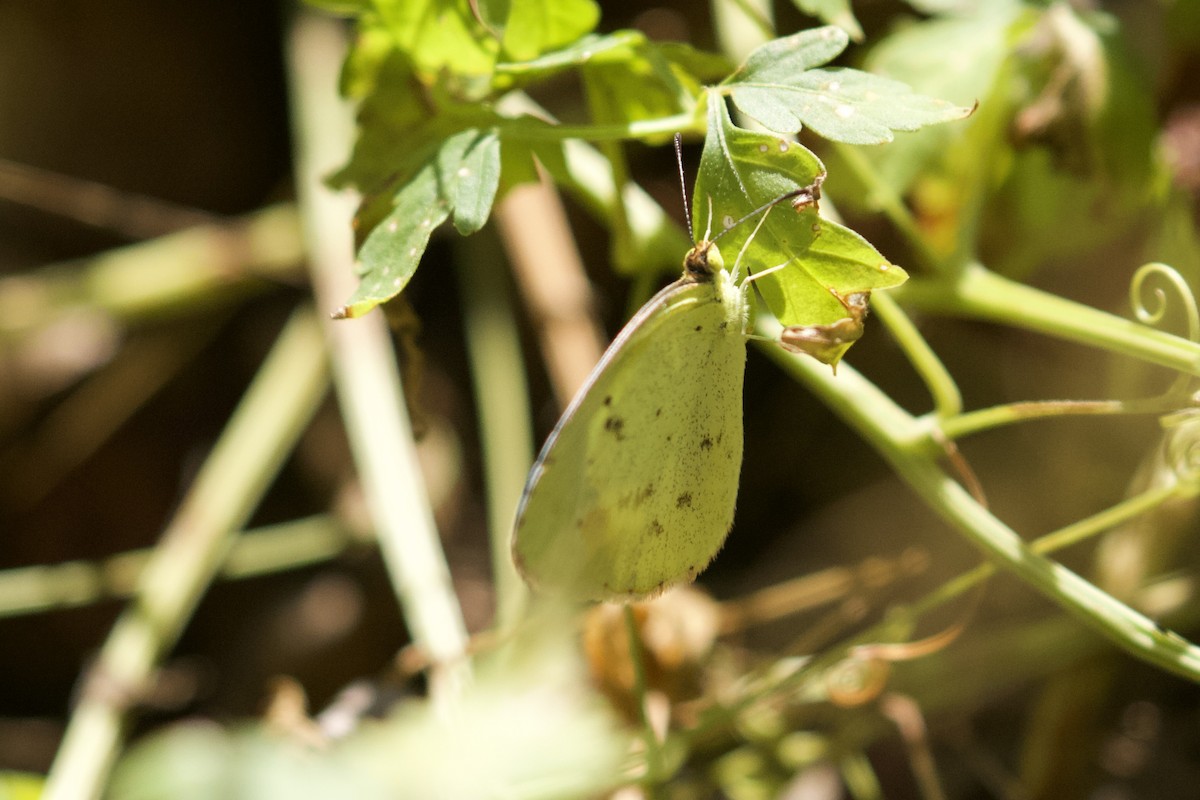 Little Yellow - ML643843194