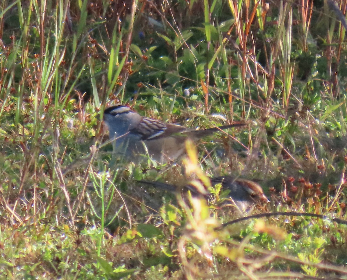 White-crowned Sparrow (leucophrys) - ML643843230