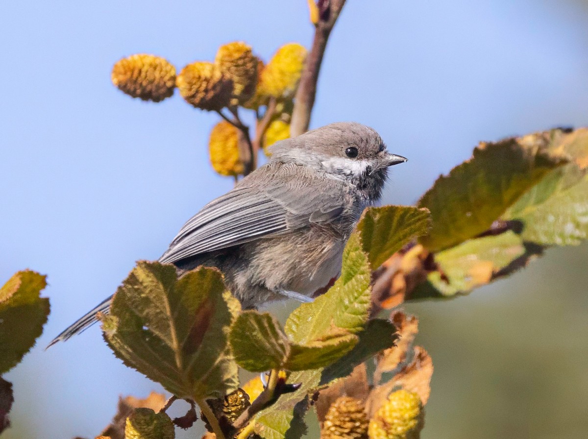 Boreal Chickadee - ML643843237