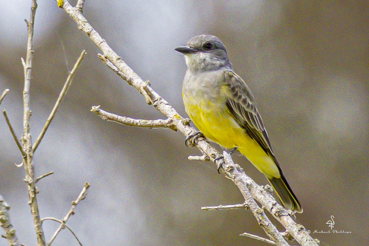 Cassin's Kingbird - ML643843238