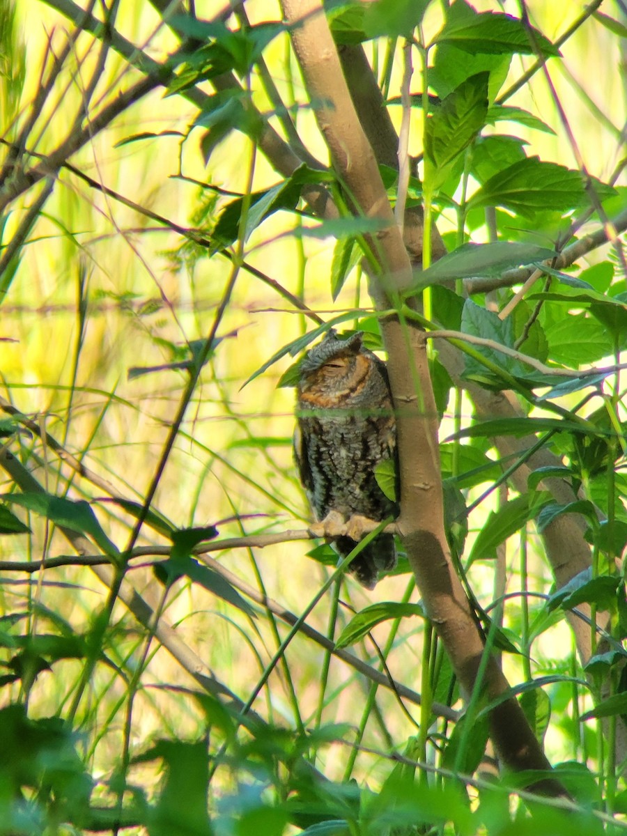 Flammulated Owl - ML643843255