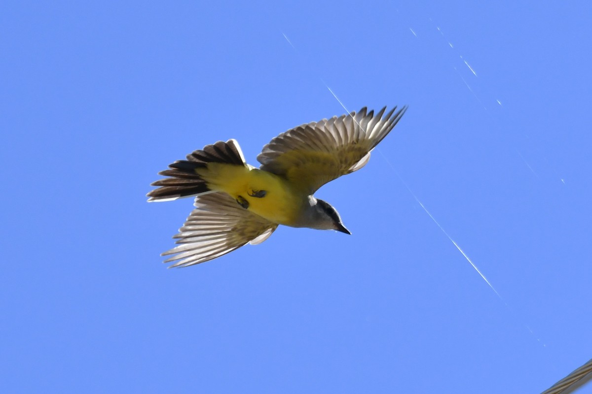 Western Kingbird - ML643843257
